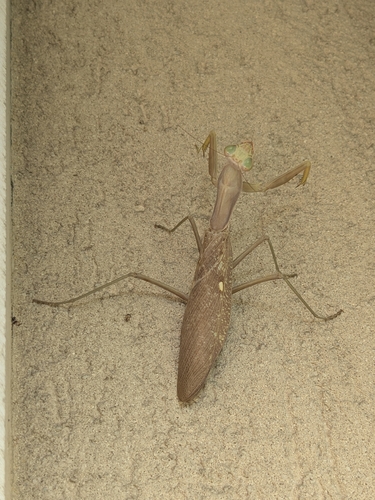 Transcaucasian Giant Mantis