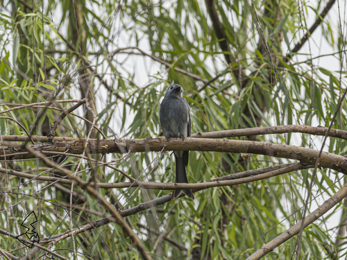 Ashy Drongo