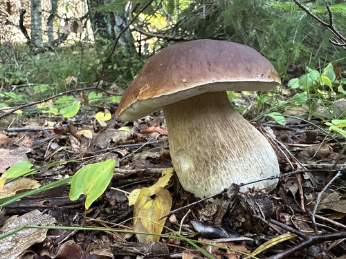 King Bolete