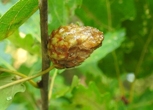 Oak Artichoke Gall Wasp