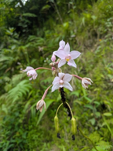 Spathoglottis plicata