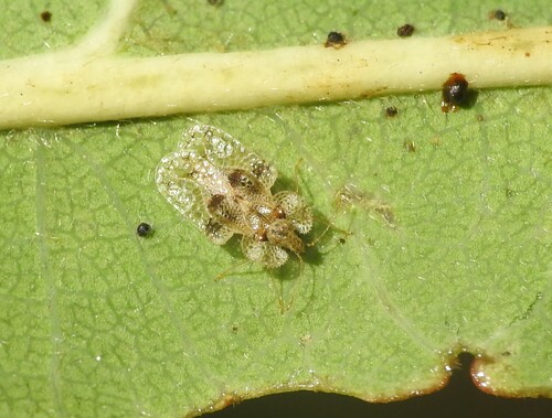 oak lace bug