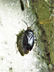 Deraeocoris sayi