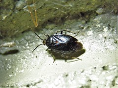 Deraeocoris sayi