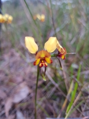 Diuris corymbosa