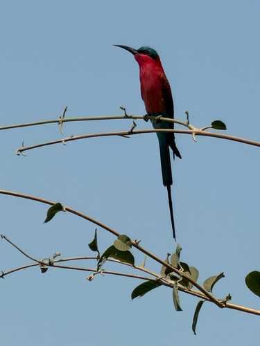 Southern Carmine Bee-eater