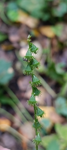 Agrimonia pilosa, photograph 3