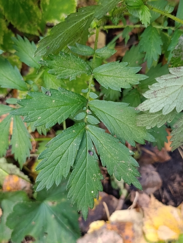 Agrimonia pilosa, photograph 4