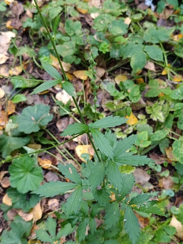 Agrimonia pilosa, photograph 5