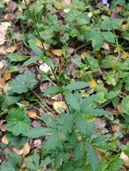 Agrimonia pilosa, photograph (c) Natalia Kazakova, some rights reserved (CC BY)