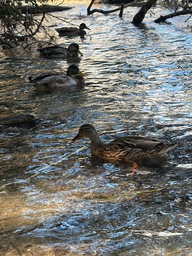 Mallard