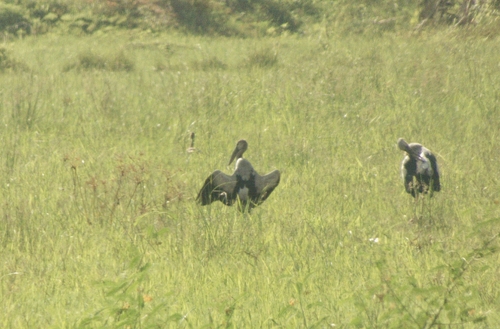 Asian Openbill