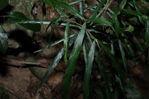 Atractocarpus chartaceus, photograph 3