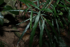 Atractocarpus chartaceus, photograph (c) Greg Tasney, some rights reserved (CC BY-SA)