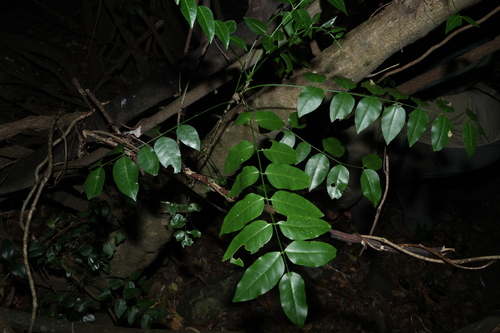 Pentaceras australe, photograph 3