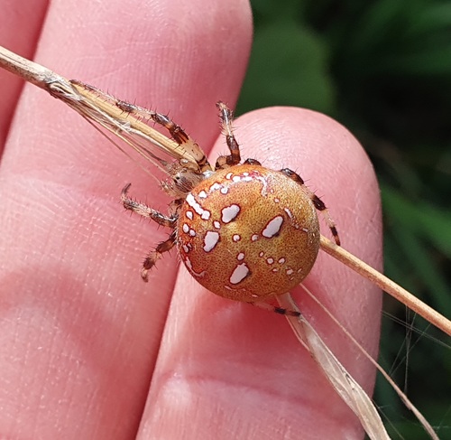 Four-spot Orbweaver