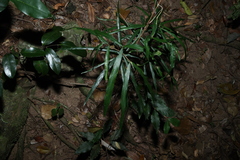 Atractocarpus chartaceus, photograph (c) Greg Tasney, some rights reserved (CC BY-SA)