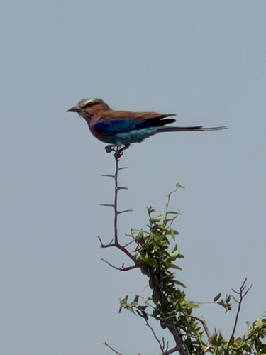 Lilac-breasted Roller