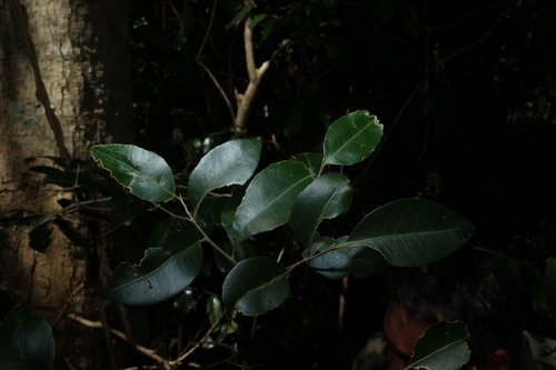 Drypetes deplanchei, photograph 2