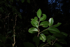 Drypetes deplanchei, photograph (c) Greg Tasney, some rights reserved (CC BY-SA)