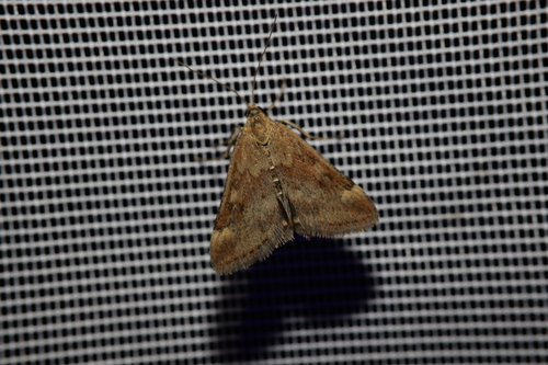 Straw-barred Pearl