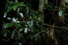 Drypetes deplanchei, photograph (c) Greg Tasney, some rights reserved (CC BY-SA)