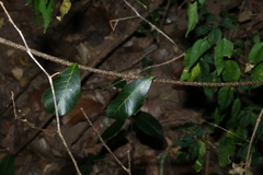 Malaisia scandens, photograph (c) Greg Tasney, some rights reserved (CC BY-SA)
