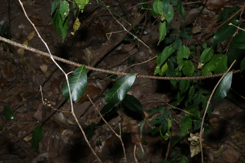 Malaisia scandens, photograph 4