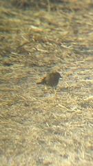 Passerina versicolor