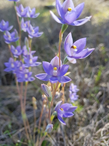 Image of Thelymitra macrophylla by (c) Em Lamond, some rights reserved (CC BY)