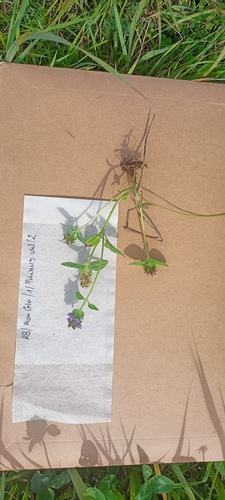 common selfheal