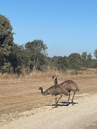 Emu