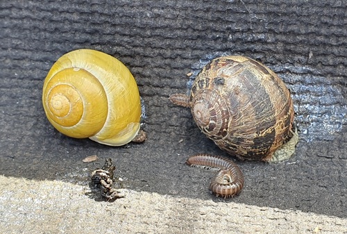 Garden Snail