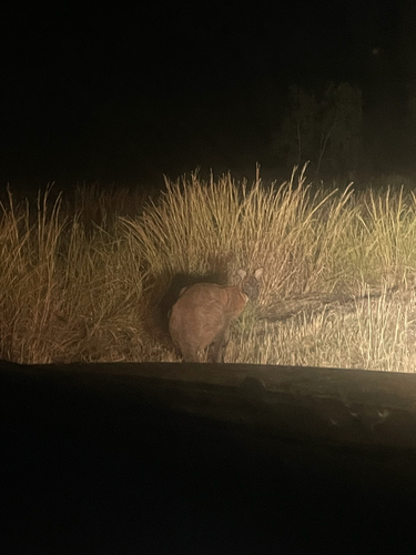 Common Wallaroo