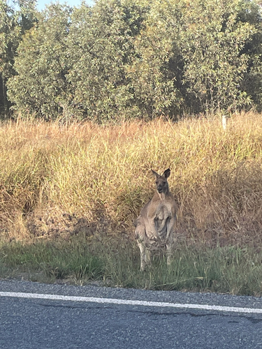 Eastern Grey Kangaroo