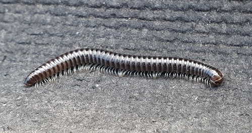 White-legged Snake Millipede