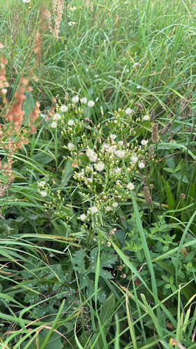 horseweed