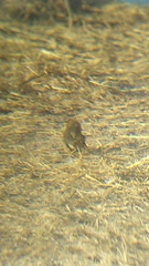 Passerina versicolor