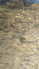 Passerina versicolor