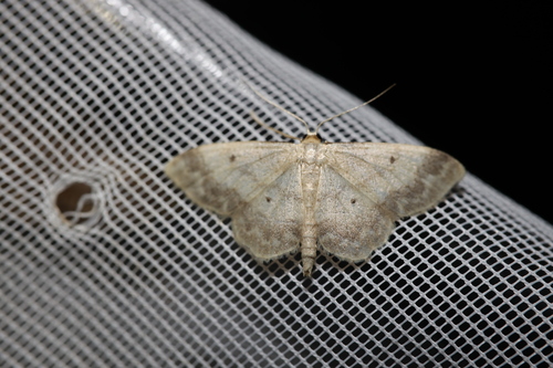Small Fan-footed Wave