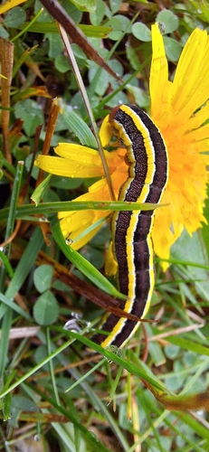 Broom Moth
