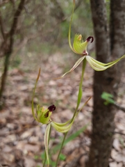 Caladenia attingens