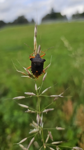 Forest Bug