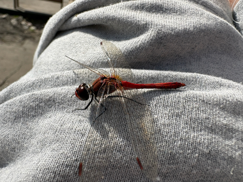 Ruddy Darter