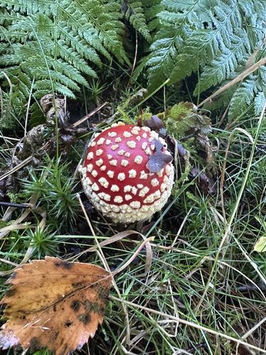Fly Agaric