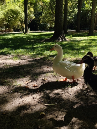 Domestic Mallard
