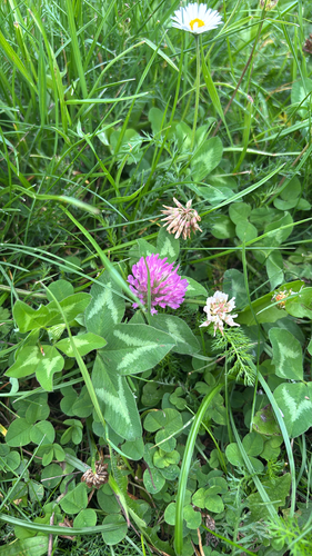 Red Clover