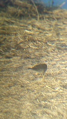 Passerina versicolor