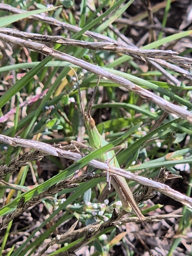 Mediterranean Slant-faced Grasshopper