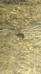 Passerina versicolor